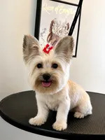 Paris , a female Shorkie for sale in Boca Raton, FL – 1 of 1