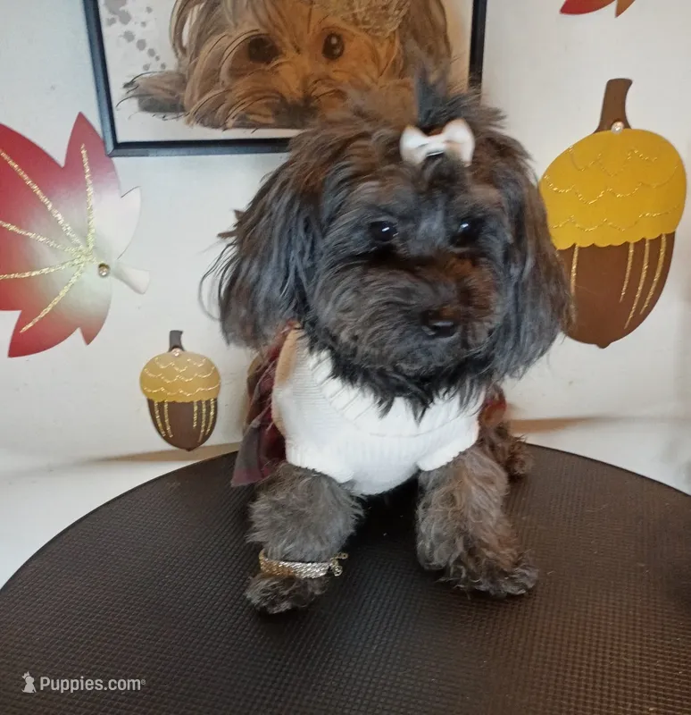 Beauty  – Yorkipoo puppy for sale in Boca Raton, FL