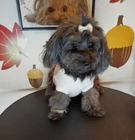 Toy-Beauty , a female Yorkipoo for sale in Boca Raton, FL – 1 of 1