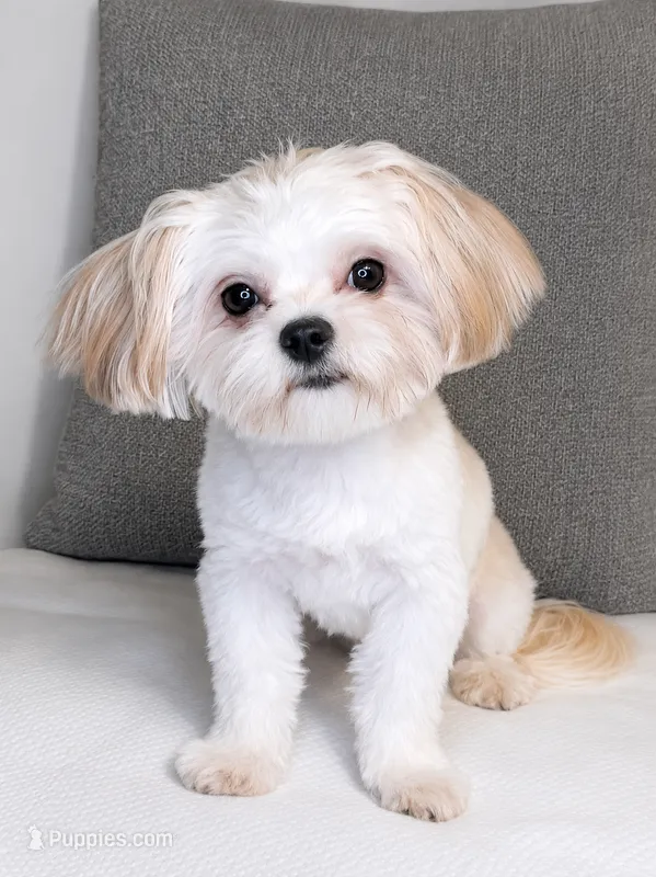 Simba  – Shorkie puppy for sale in Boca Raton, FL