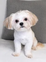 Simba , a male Shorkie for sale in Boca Raton, FL – 1 of 1