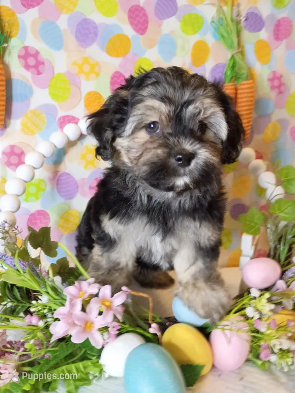 Prince  – Shorkie puppy for sale in Boca Raton, FL