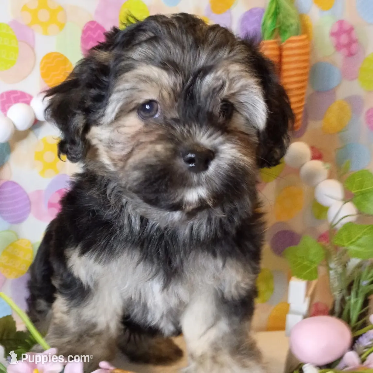 Prince  – Shorkie puppy for sale in Boca Raton, FL