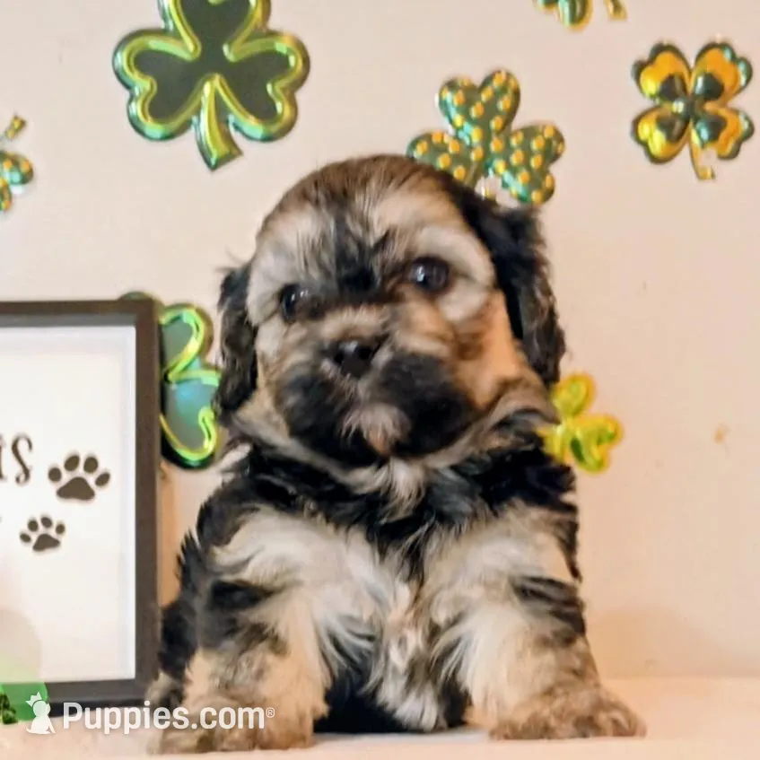 Prince  – Shorkie puppy for sale in Boca Raton, FL