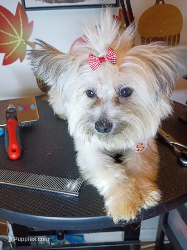 Paris  – Shorkie puppy for sale in Boca Raton, FL