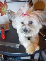 Toy-Paris , a female Shorkie for sale in Boca Raton, FL – 1 of 2