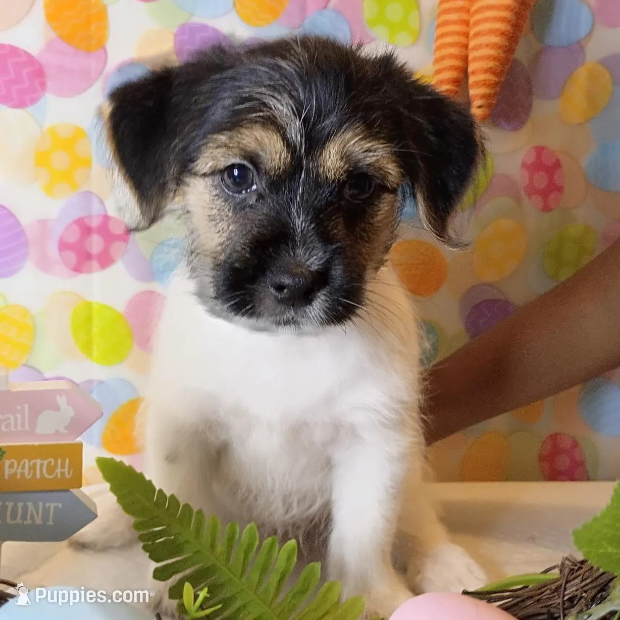 Chopper – Shorkie puppy for sale in Boca Raton, FL