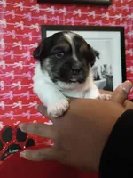 Chopper, a male Shorkie for sale in Boca Raton, FL – Photo 3 of 3