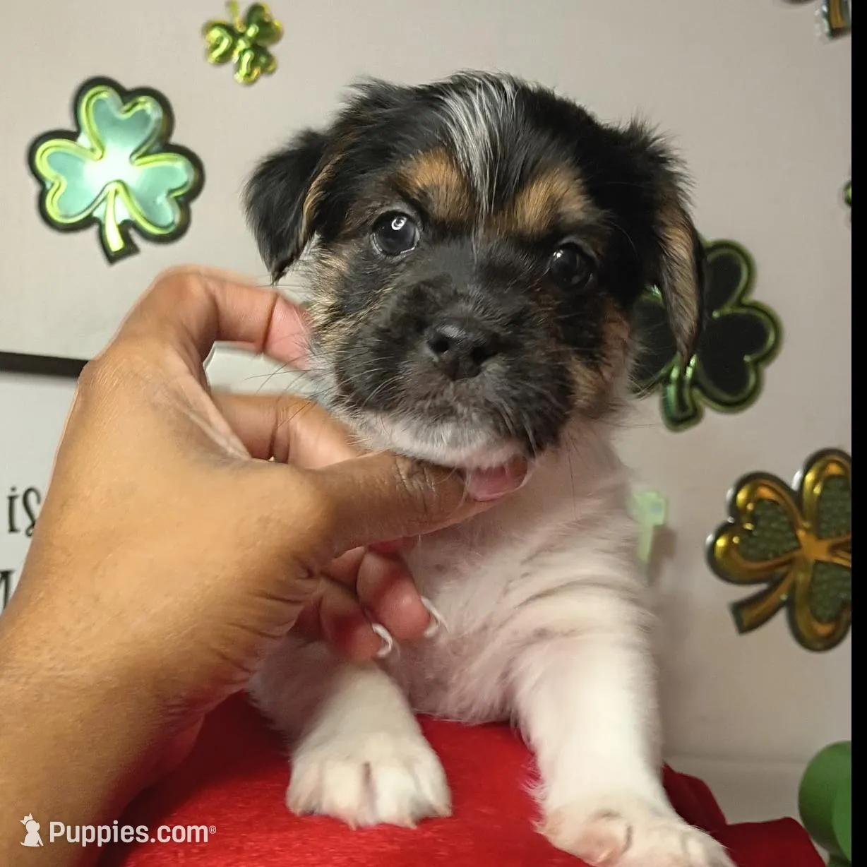 Peanut  – Shorkie puppy for sale in Boca Raton, FL