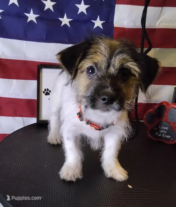 Chopper – Shorkie puppy for sale in Boca Raton, FL