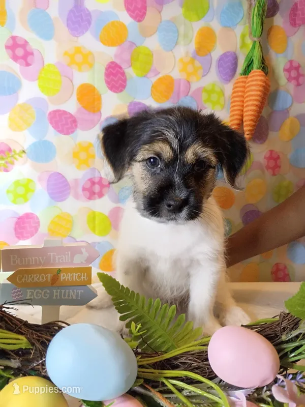 Chopper – Shorkie puppy for sale in Boca Raton, FL