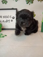 Coco , a female Shorkie for sale in Boca Raton, FL – Photo 2 of 2