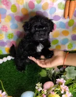Coco , a female Shorkie for sale in Boca Raton, FL – Photo 1 of 2