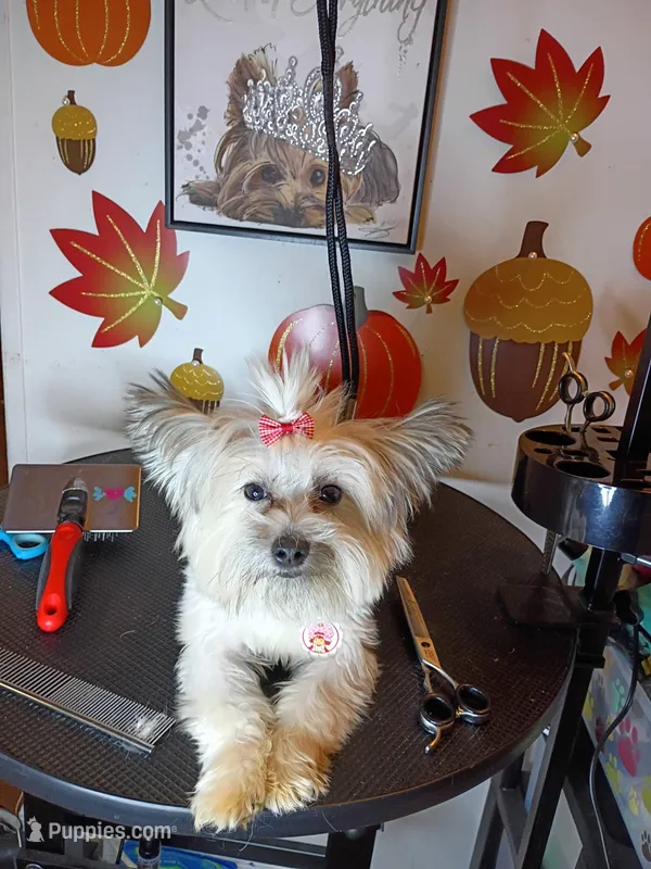 Paris  – Shorkie puppy for sale in Boca Raton, FL