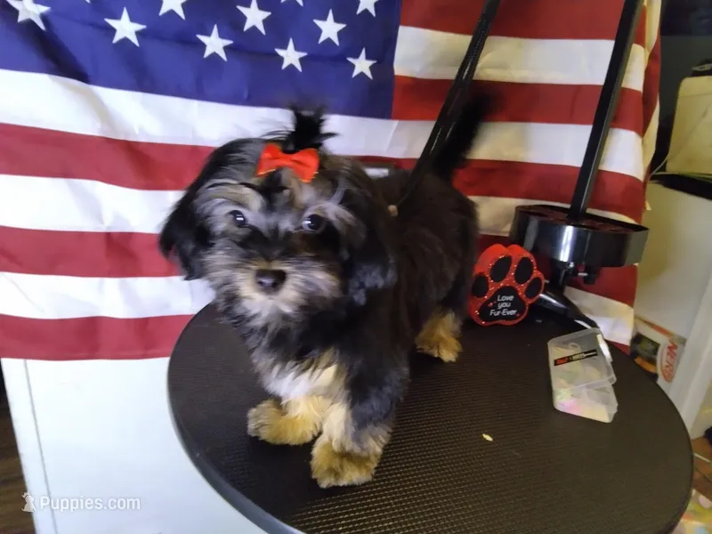 Diamond  – Shorkie puppy for sale in Boca Raton, FL