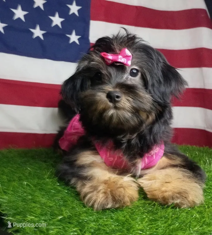 Diamond  – Shorkie puppy for sale in Boca Raton, FL