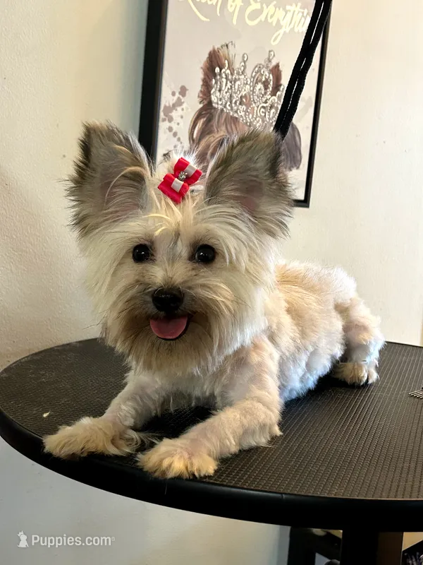 Paris  – Shorkie puppy for sale in Boca Raton, FL