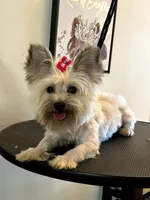Paris , a female Shorkie for sale in Boca Raton, FL – 1 of 2