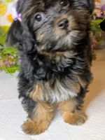 Daisy , a female Shih Tzu and Yorkshire Terrier for sale in Boca Raton, FL – 6 of 7