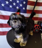 Daisy , a female Shih Tzu and Yorkshire Terrier for sale in Boca Raton, FL – 2 of 7