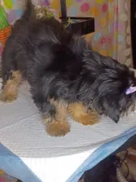 Daisy , a female Shih Tzu and Yorkshire Terrier for sale in Boca Raton, FL – 5 of 7