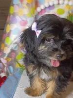 Daisy , a female Shih Tzu and Yorkshire Terrier for sale in Boca Raton, FL – 4 of 7