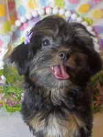 Daisy , a female Shih Tzu and Yorkshire Terrier for sale in Boca Raton, FL – 7 of 7