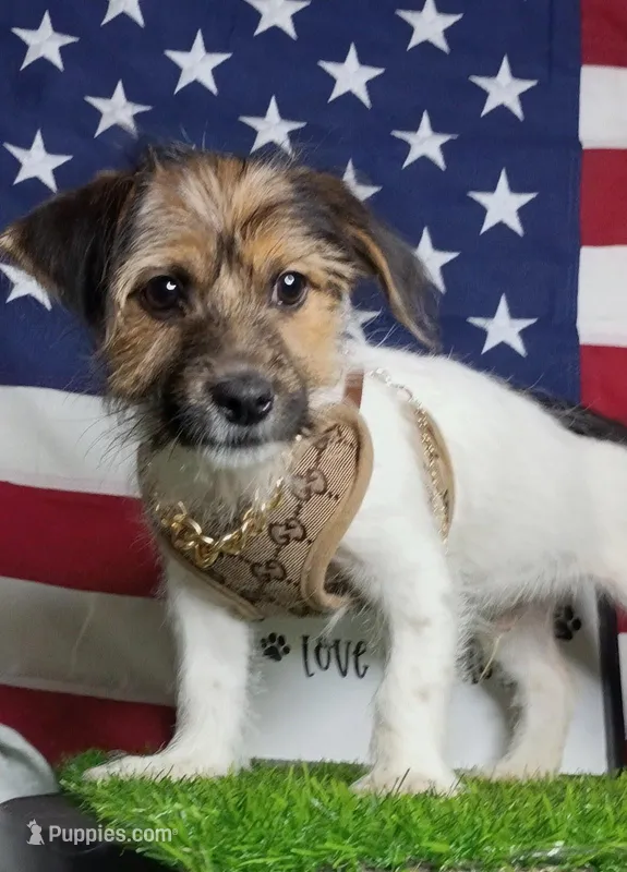 Chopper – Shorkie puppy for sale in Boca Raton, FL