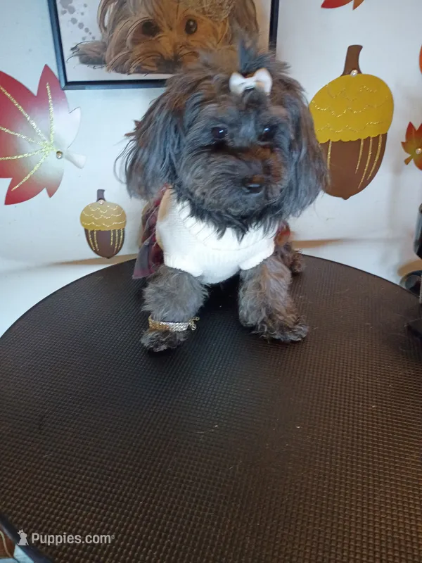 Beauty  – Yorkipoo puppy for sale in Boca Raton, FL