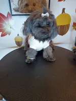 Beauty , a female Yorkipoo for sale in Boca Raton, FL – 1 of 2