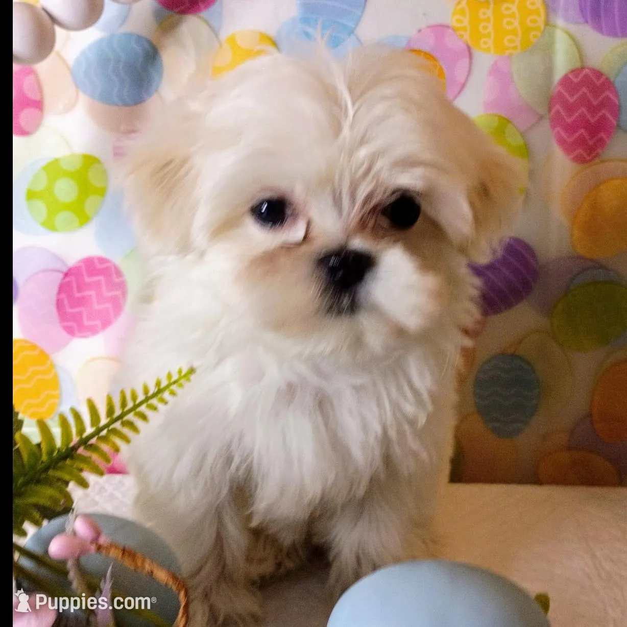 Bentley  – Mal Shi puppy for sale in Boca Raton, FL