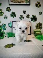 Bentley , a male Mal Shi for sale in Boca Raton, FL – Photo 2 of 3