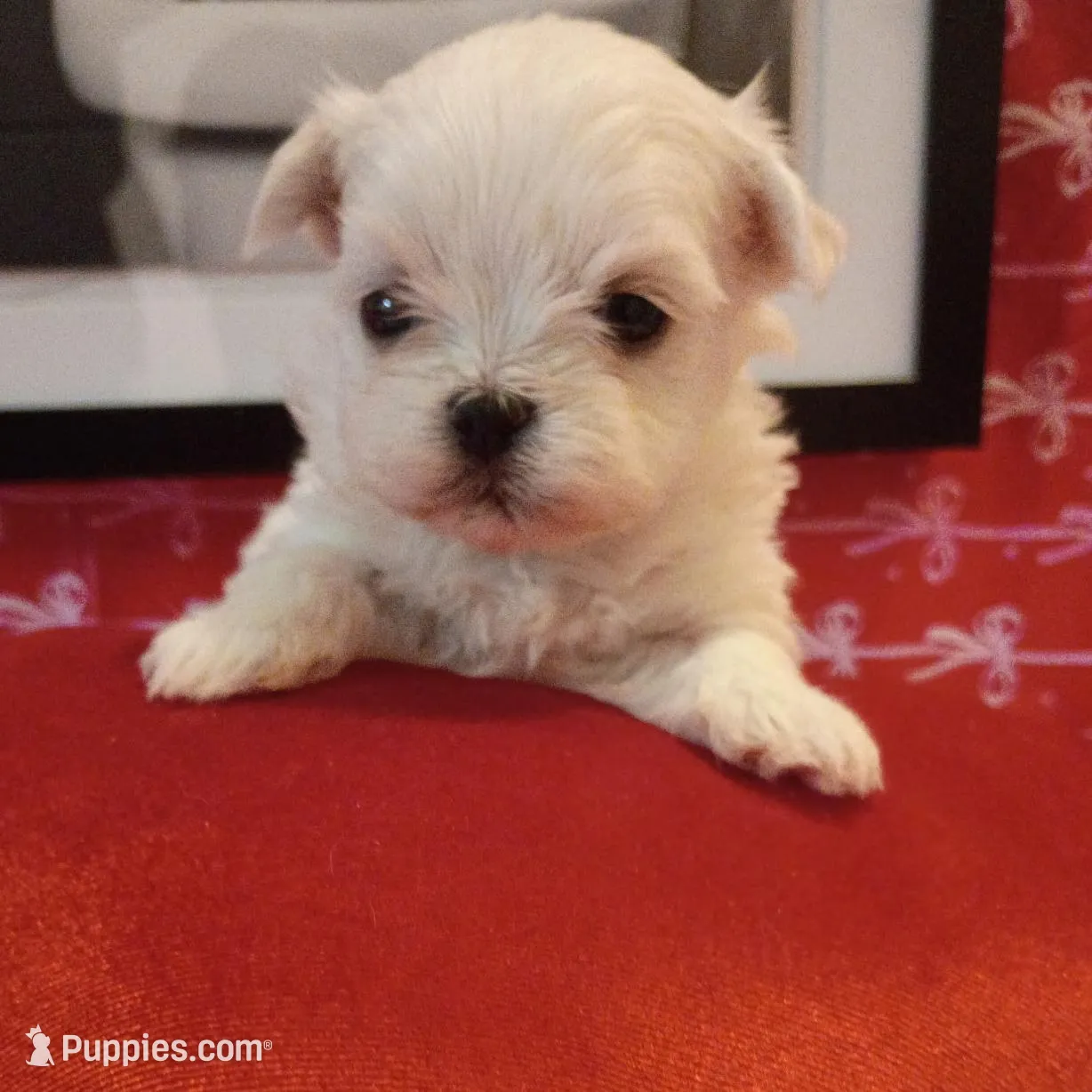 Bentley , a male Mal Shi for sale in Boca Raton, FL – Photo 3 of 3