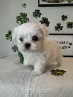 Bentley , a male Mal Shi for sale in Boca Raton, FL – Photo 1 of 3