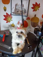 Toy-Paris , a female Shorkie for sale in Boca Raton, FL – 2 of 2