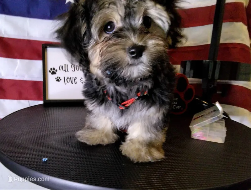 Prince  – Shorkie puppy for sale in Boca Raton, FL