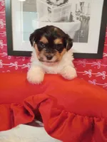 Theodore , a male Shorkie for sale in Boca Raton, FL – Photo 2 of 2