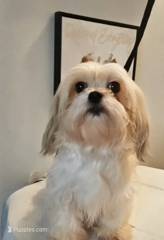 Nola  – Mal Shi puppy for sale in Boca Raton, FL