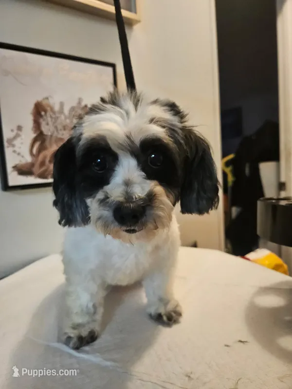 Cow – Yorkipoo puppy for sale in Boca Raton, FL