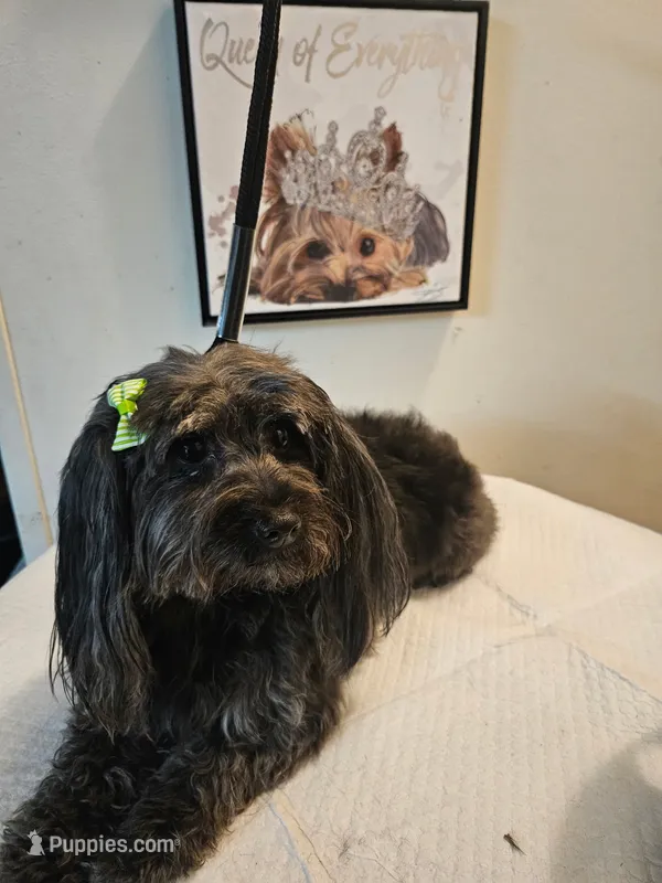 Beauty  – Yorkipoo puppy for sale in Boca Raton, FL