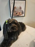 Beauty , a female Yorkipoo for sale in Boca Raton, FL – 1 of 1