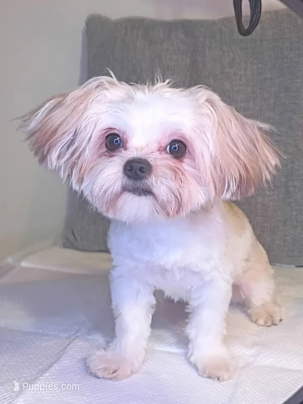 Simba  – Shorkie puppy for sale in Boca Raton, FL