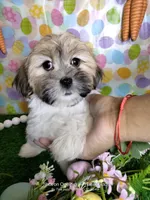 Chanel , a female Mal Shi for sale in Boca Raton, FL – Photo 3 of 3