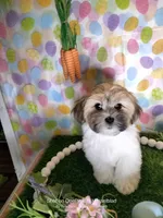 Chanel , a female Mal Shi for sale in Boca Raton, FL – Photo 2 of 3