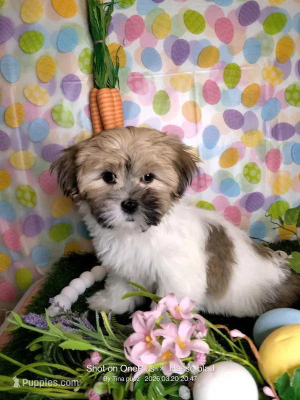 Chanel  – Mal Shi puppy for sale in Boca Raton, FL