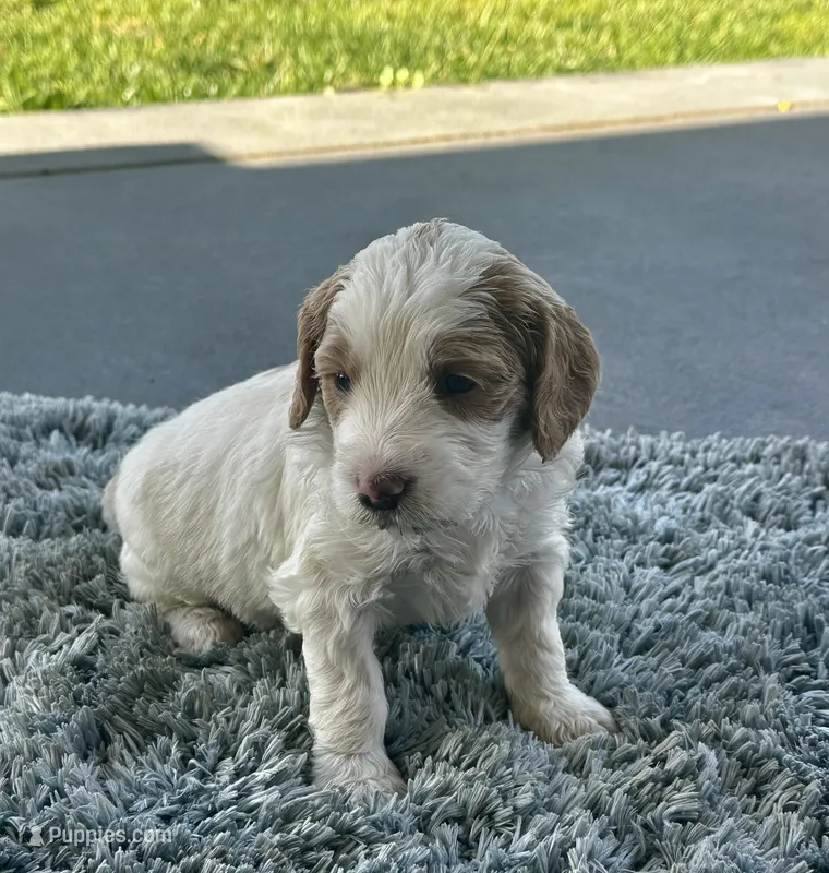 Chase – Goldendoodle puppy for sale in Roseville, CA