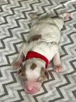Roxi, a female Goldendoodle for sale in Roseville, CA – 3 of 3