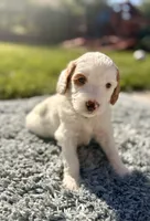Rocky, a male Goldendoodle for sale in Roseville, CA – 2 of 4