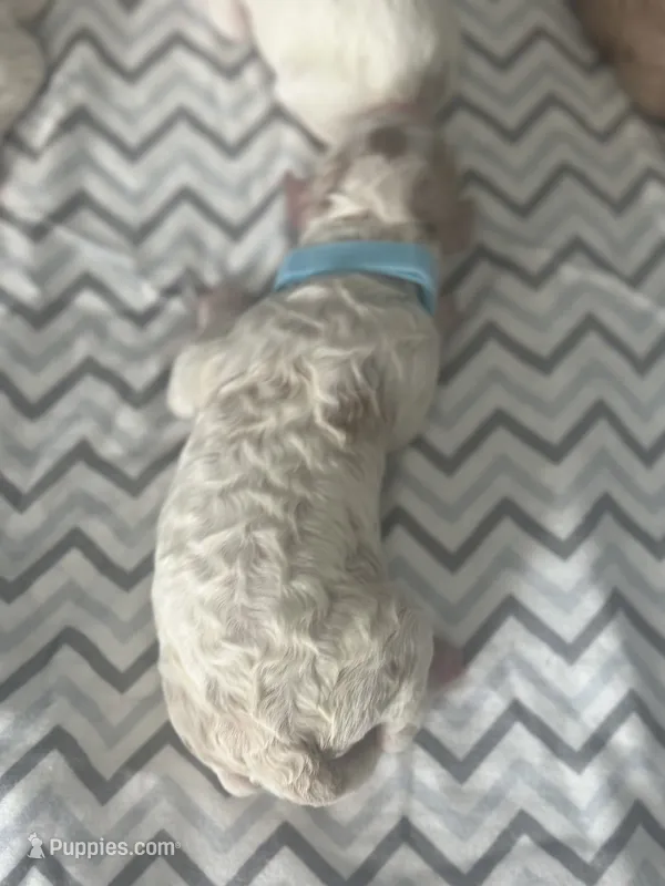 Marshall – Goldendoodle puppy for sale in Roseville, CA