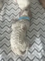 Marshall, a male Goldendoodle for sale in Roseville, CA – 1 of 1